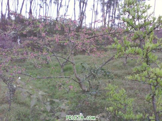 IMG0140A.jpg
