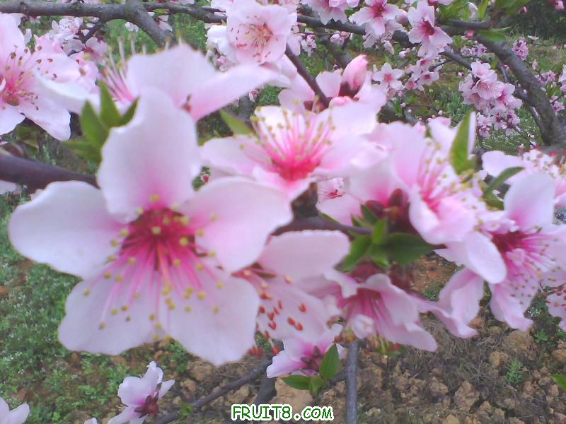 IMG0136A.jpg
