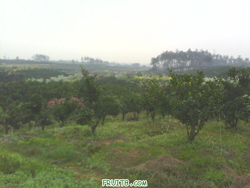 IMG0138A.jpg