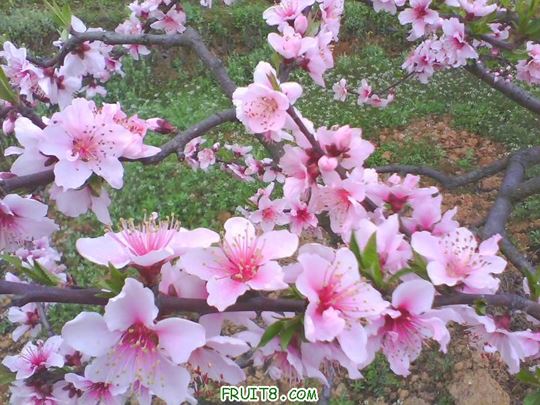 IMG0135A.jpg