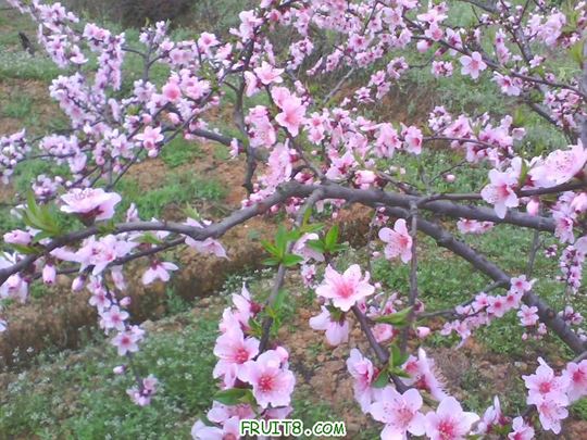 IMG0133A.jpg