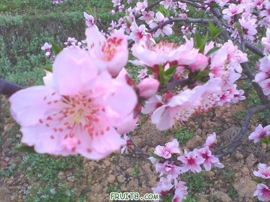 IMG0137A.jpg