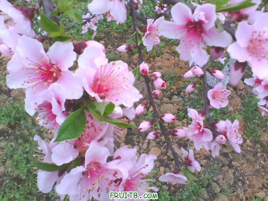 IMG0134A.jpg