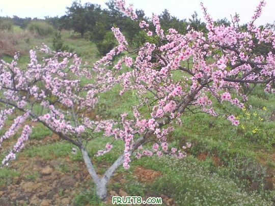 IMG0130A.jpg