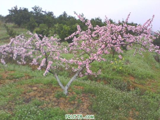 IMG0129A.jpg