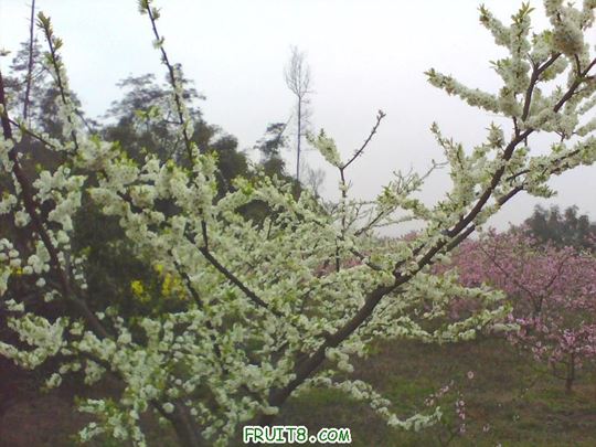 IMG0147A.jpg