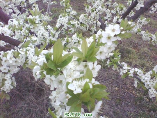 IMG0141A.jpg