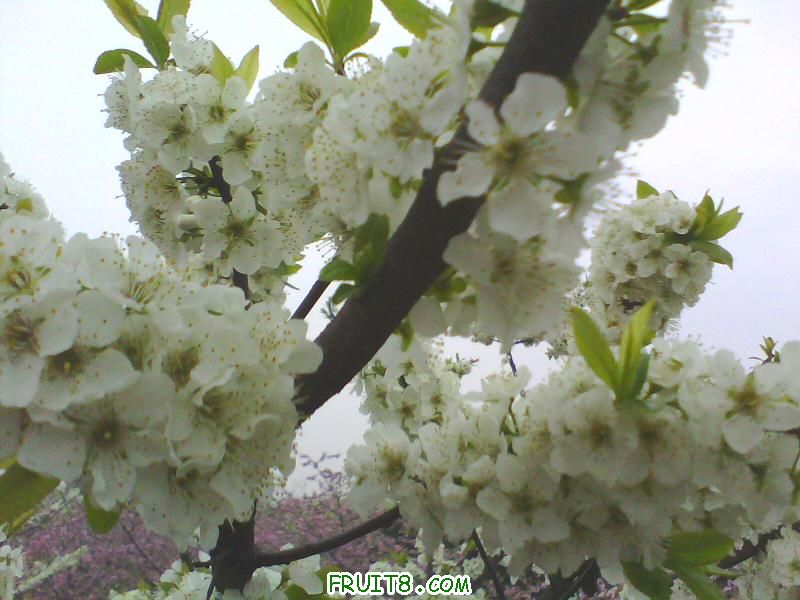 IMG0142A.jpg