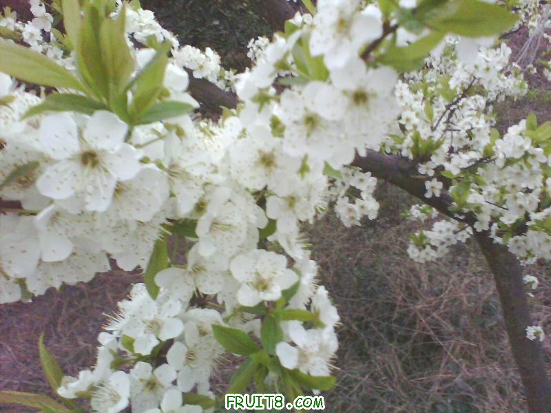 IMG0146A.jpg