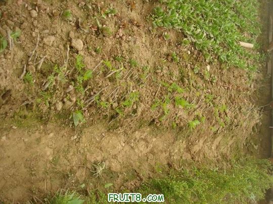 Resize of DSC05938.JPG