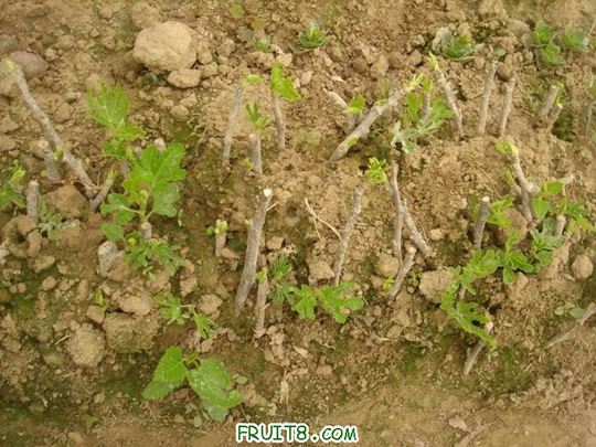 Resize of DSC05939.JPG