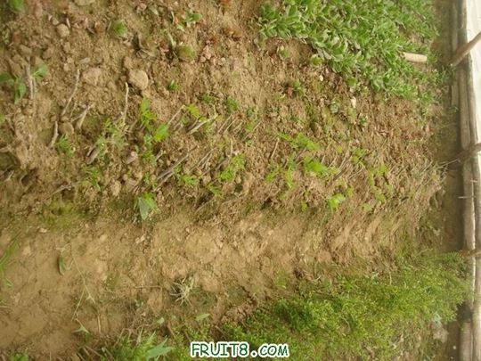 Resize of DSC05940.JPG