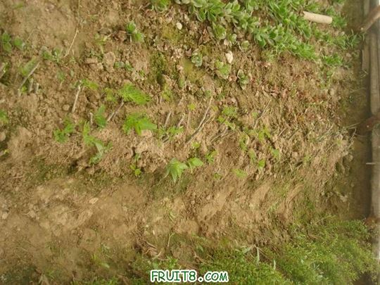 Resize of DSC05937.JPG