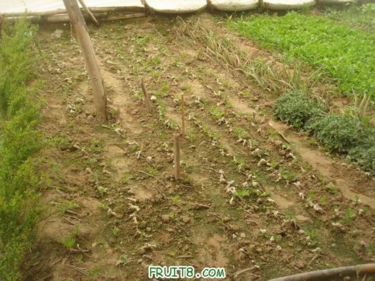 Resize of DSC05946.JPG