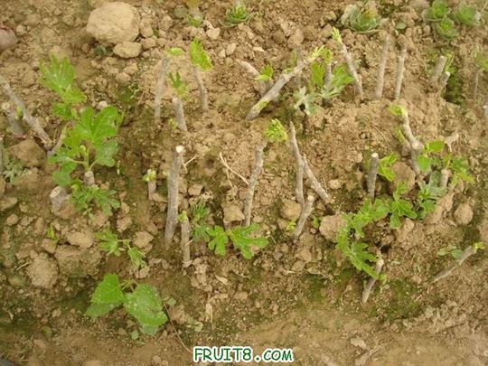 Resize of DSC05941.JPG