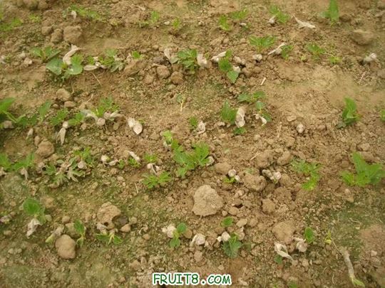 Resize of DSC05944.JPG