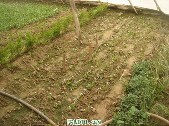 Resize of DSC05947.JPG