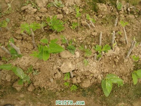 Resize of DSC05942.JPG