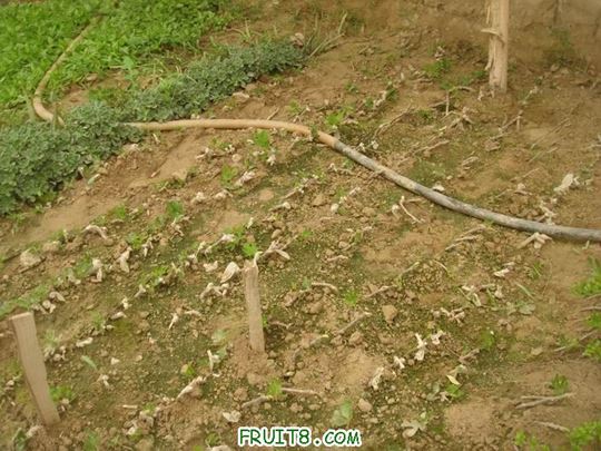 Resize of DSC05945.JPG