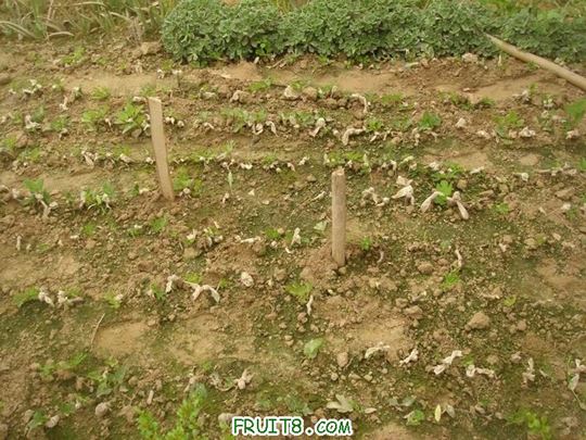 Resize of DSC05943.JPG