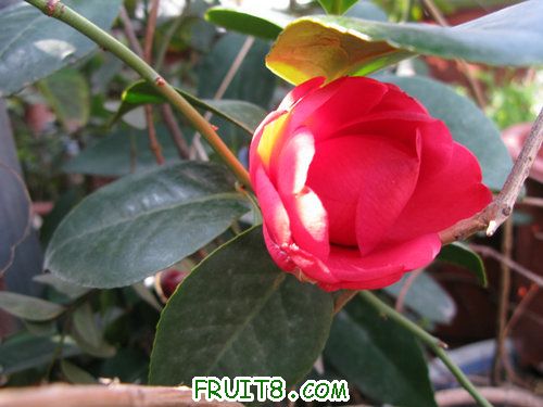 IMG_0752.jpg