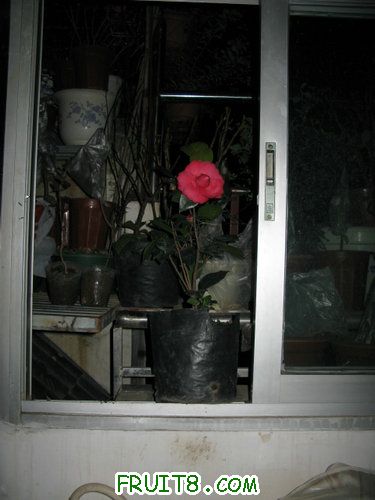 IMG_1604.jpg