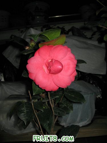 IMG_1607.jpg