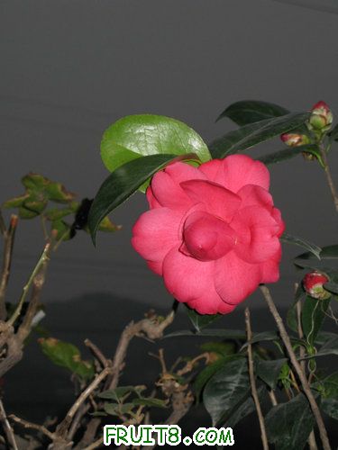 IMG_2160.jpg