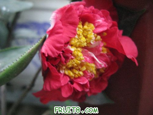 IMG_3174.JPG
