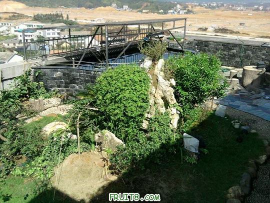 Ƭ-00139.jpg