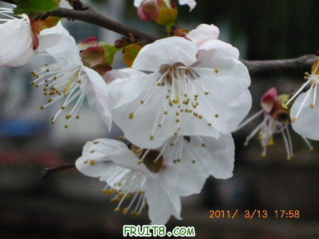 ӻ1.JPG