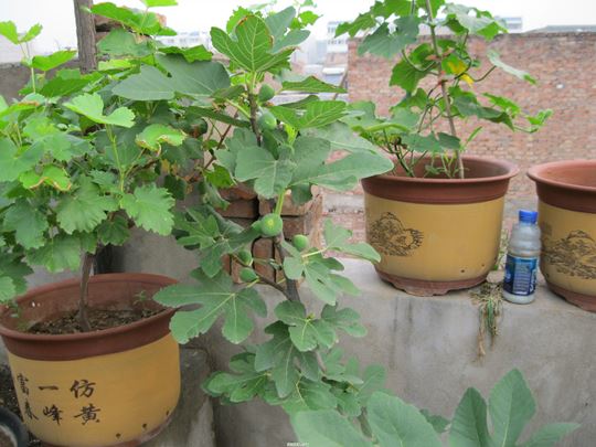 Ƭ 044.jpg