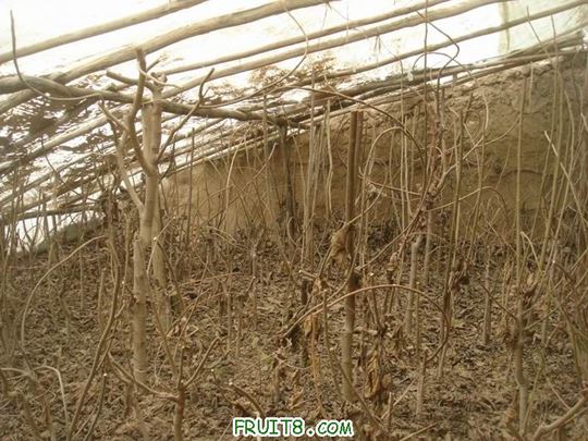 Resize of DSC06084.JPG