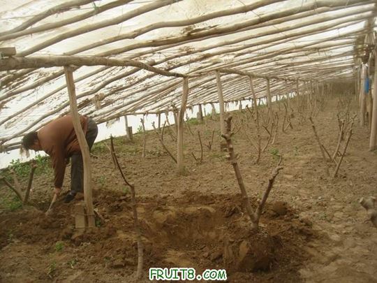 Resize of DSC06082.JPG