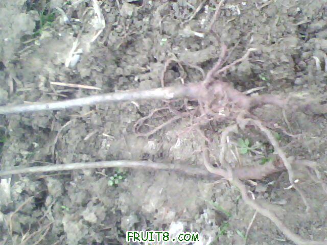 IMG0762A.jpg
