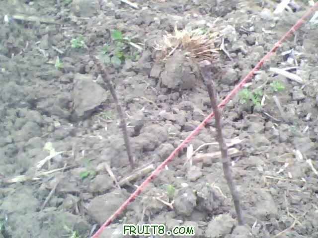 IMG0761A.jpg