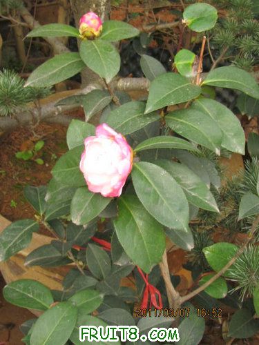 IMG_3373.JPG
