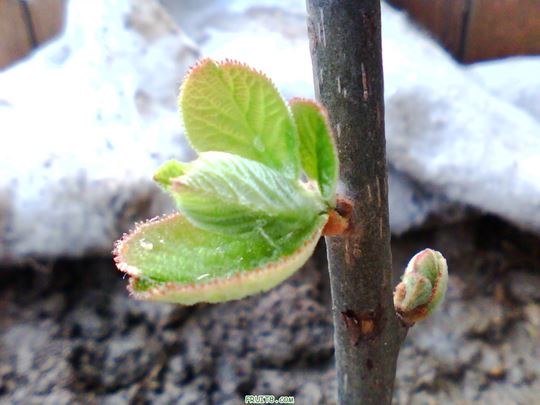IMG0325A.jpg