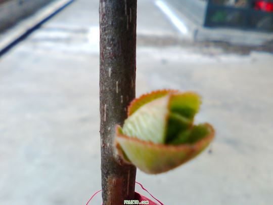 IMG0323A.jpg