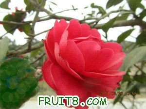 IMG_8246_.JPG