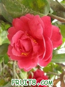 IMG_8250.JPG