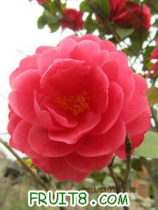 IMG_8255.JPG