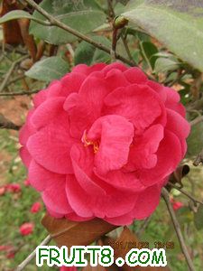 IMG_8252.JPG