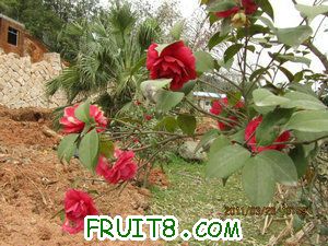 IMG_8258.JPG