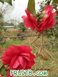 IMG_8262.JPG