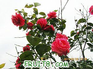 IMG_8256.JPG