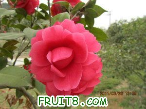 IMG_8261.JPG