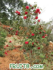 IMG_8263.JPG
