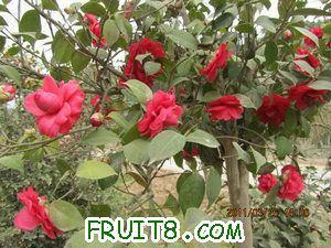 IMG_8266.JPG