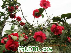 IMG_8265.JPG